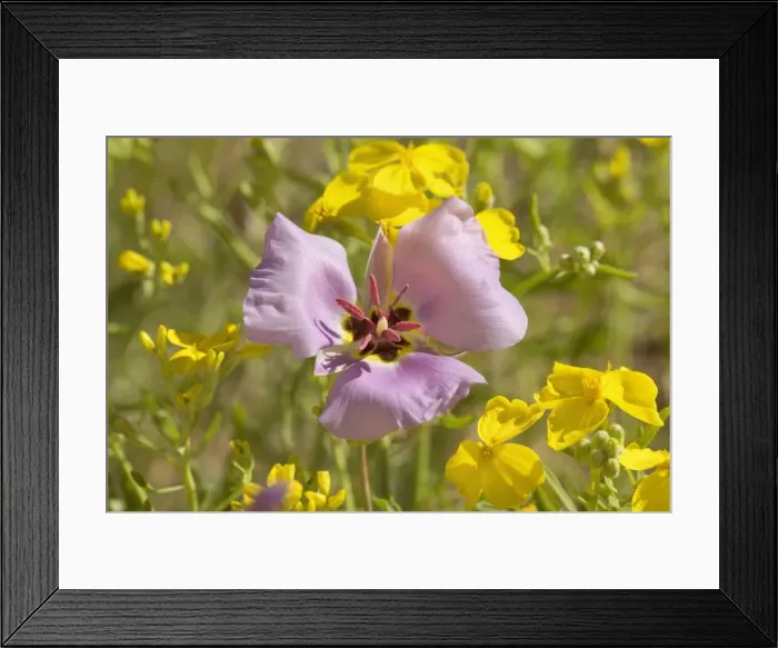 Framed Print : Sego / Winding Mariposa Lily and Gordon's / Bladderpod Mustard (Lesquerella gordoni) - spring - Toroweap, Grand Canyon North Rim, Grand Canyon National Park, Arizona, USA Framed Print : Sego / Winding Mariposa Lily and Gordon's / Bladderpod Mustard (Lesquerella gordoni) - spring - Toroweap, Grand Canyon North Rim, Grand Canyon National Park, Arizona, USA