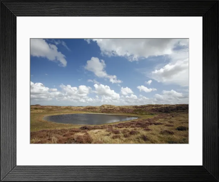 Framed Print : Heather - in blossom - and heathland lake - sand dune nature reserve - Island of Texel - Holland Framed Print : Heather - in blossom - and heathland lake - sand dune nature reserve - Island of Texel - Holland