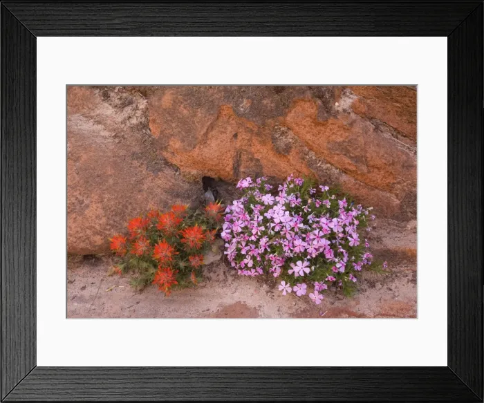 Framed Print : Slickrock / Rough Indian Paintbrush and Long-leaf / Long-leaved Phlox (Phlox longifolia) - growing in a crack in red canyon walls - Zion National Park, Utah, USA Framed Print : Slickrock / Rough Indian Paintbrush and Long-leaf / Long-leaved Phlox (Phlox longifolia) - growing in a crack in red canyon walls - Zion National Park, Utah, USA