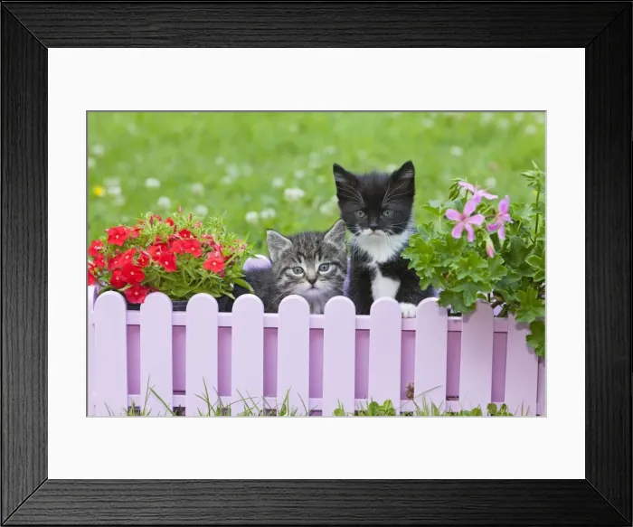 Framed Print : Cat - two kittens playing in plant pot holder - on lawn - Lower Saxony - Germany Framed Print : Cat - two kittens playing in plant pot holder - on lawn - Lower Saxony - Germany