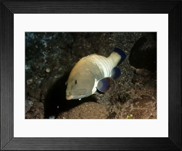 Framed Print : Peacock Grouper / Blue-spotted Grouper Framed Print : Peacock Grouper / Blue-spotted Grouper