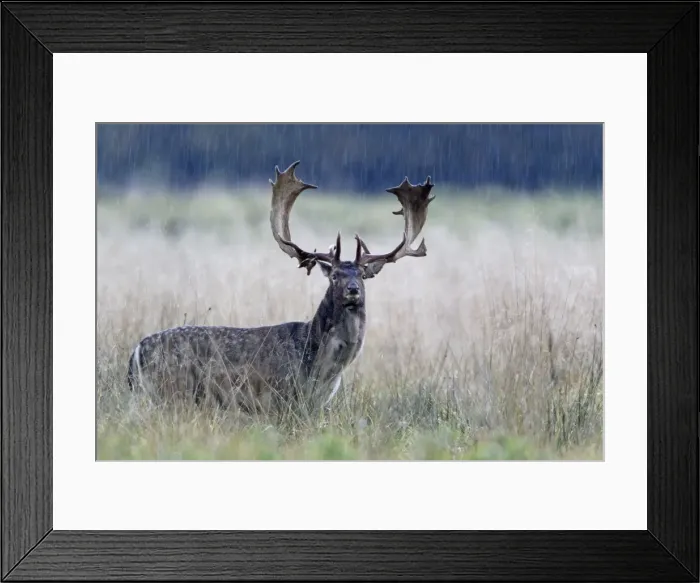 Framed Print : Fallow Deer - buck standing alert in the rain - during the rut - Seeland - Denmark Framed Print : Fallow Deer - buck standing alert in the rain - during the rut - Seeland - Denmark