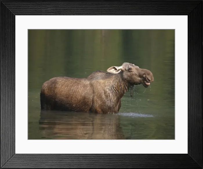 Framed Print : Moose - in water - Waterton Lakes National Park - Canada Framed Print : Moose - in water - Waterton Lakes National Park - Canada