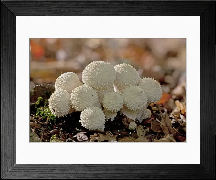 Framed Print : Common Puffballs - in deep shade - New Forest Framed Print : Common Puffballs - in deep shade - New Forest