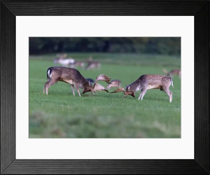 Framed Print : Fallow Deer - two bucks fighting - during the rut - Seeland - Denmark Framed Print : Fallow Deer - two bucks fighting - during the rut - Seeland - Denmark