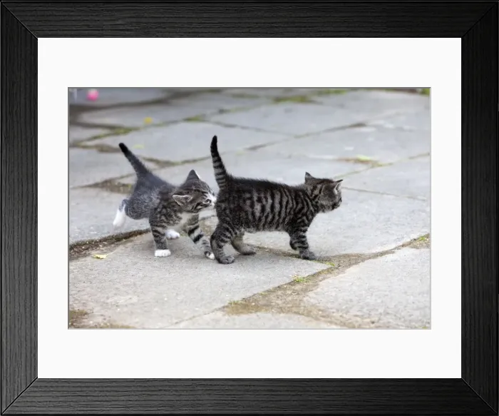 Framed Print : Cat - two kittens - one sniffing the other's behind - Lower Saxony - Germany Framed Print : Cat - two kittens - one sniffing the other's behind - Lower Saxony - Germany