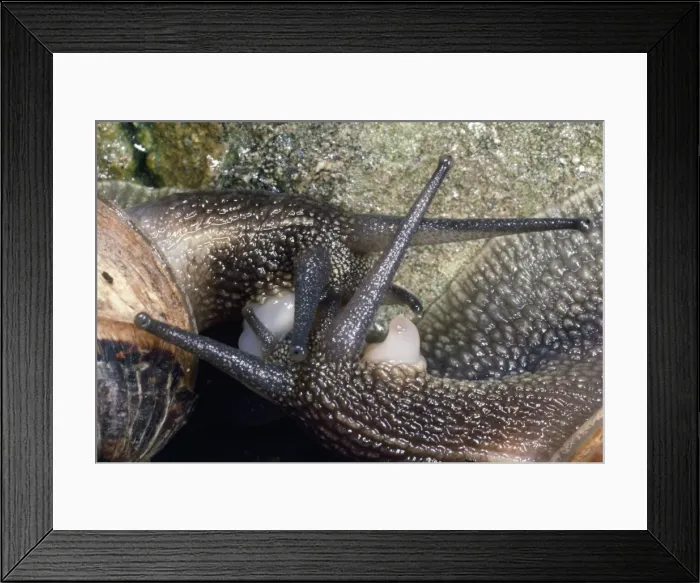 Framed Print : Garden Snails - mating pair - UK Framed Print : Garden Snails - mating pair - UK