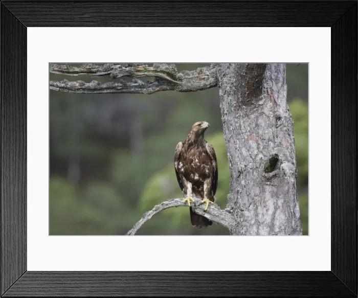 Framed Print : Golden Eagle - perched on pine. Scottish Moor - Aviemore - Scotland