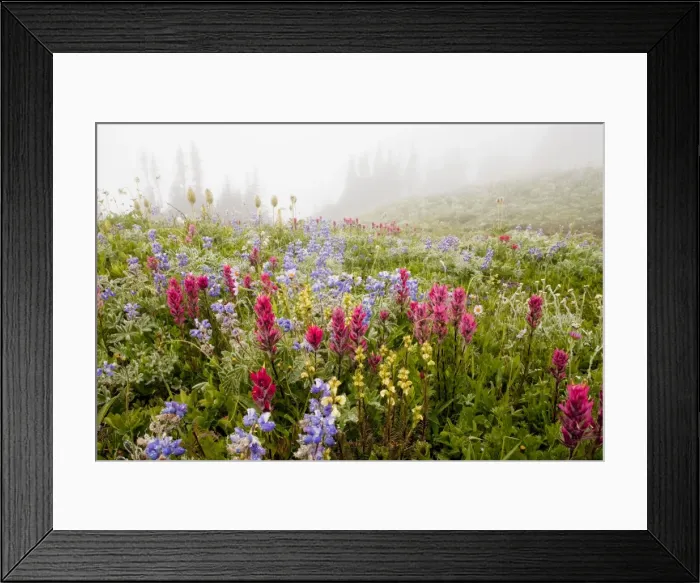 Framed Print : Spectacular summer alpine flowers including Magenta Paintbrush Castilleja parviflora, Lupins (lupines) and Western Pasque Flowers, in the mist on Mount Rainier National Park, Washington, USA, North America Framed Print : Spectacular summer alpine flowers including Magenta Paintbrush Castilleja parviflora, Lupins (lupines) and Western Pasque Flowers, in the mist on Mount Rainier National Park, Washington, USA, North America