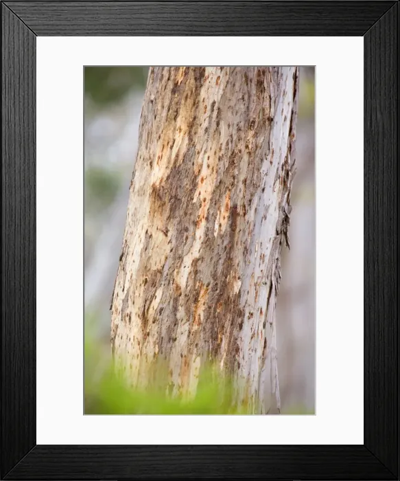 Framed Print : Koala scratch marks - deep marks on a Manna Gum Tree, made by Koala's tough and sharp claws. They are necessary to climb the trees safely - Cape Otway, Victoria, Australia Framed Print : Koala scratch marks - deep marks on a Manna Gum Tree, made by Koala's tough and sharp claws. They are necessary to climb the trees safely - Cape Otway, Victoria, Australia