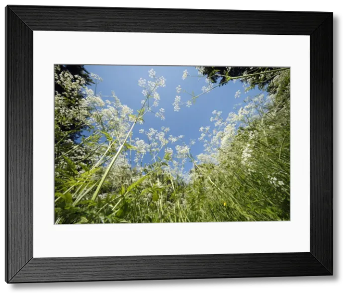 Framed Print : Cow Parsley - flowering on forest glade, Lower Saxony, Germany Framed Print : Cow Parsley - flowering on forest glade, Lower Saxony, Germany