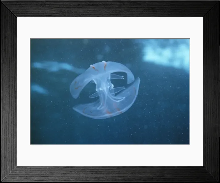 Framed Print : Jellyfish VT 4037 Mnemiopsis © Ron & Valerie Taylor / ardea. com Framed Print : Jellyfish VT 4037 Mnemiopsis © Ron & Valerie Taylor / ardea. com