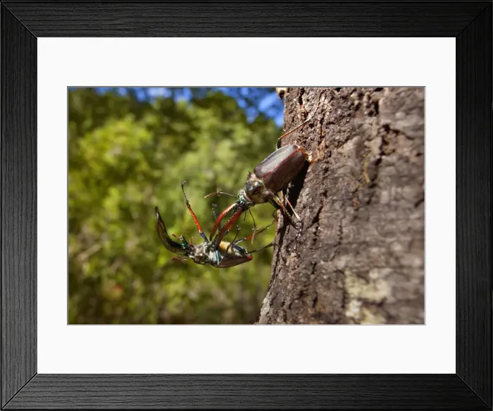Framed Print : Darwin's Beetle / Grant's Stag Beetle / Chilean Stag Beetle - two giant male beetles fighting on a tree trunk - Queulat National Park - Patagonia - Carretera Austral - Chile - South America Framed Print : Darwin's Beetle / Grant's Stag Beetle / Chilean Stag Beetle - two giant male beetles fighting on a tree trunk - Queulat National Park - Patagonia - Carretera Austral - Chile - South America