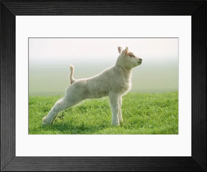 Framed Print : Texel Sheep USH 511 Lamb stretching muscles, used for milk. © Duncan Usher / ardea. com Framed Print : Texel Sheep USH 511 Lamb stretching muscles, used for milk. © Duncan Usher / ardea. com