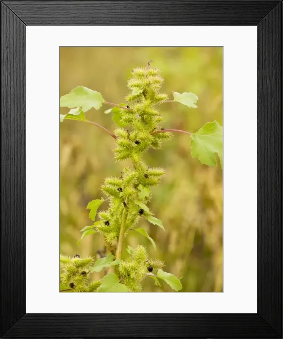 Framed Print : Rough Cocklebur - widespread introduced weed, Romania