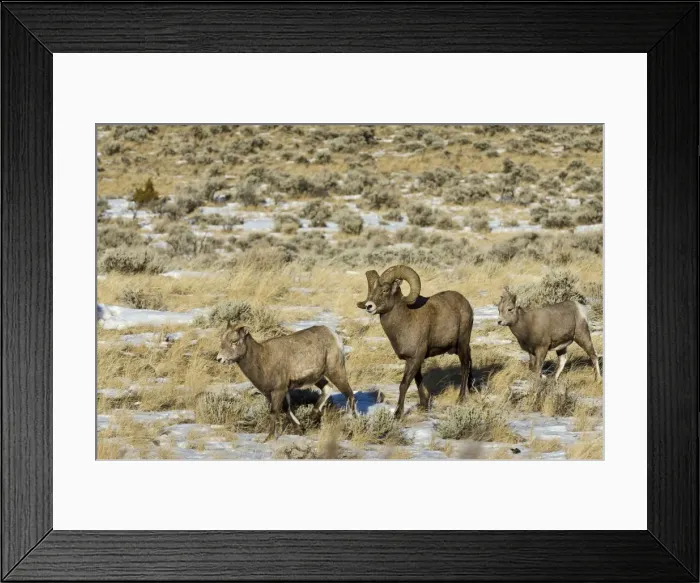 Framed Print : Bighorn Sheep - family - ram, ewe and lamb - Autumn - Wyoming - USA _E7C2446 Framed Print : Bighorn Sheep - family - ram, ewe and lamb - Autumn - Wyoming - USA _E7C2446