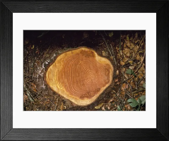 Framed Print : Felled Larch - showing growth rings on stump Framed Print : Felled Larch - showing growth rings on stump