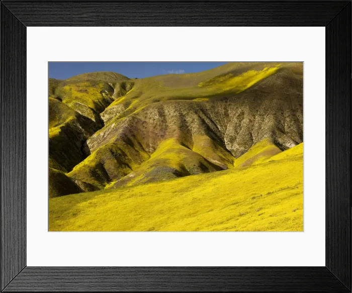 Framed Print : Spectacular masses of spring wildflowers, mainly Hillside Daisy, covering the slopes of The Temblor Range, Carrizo Plain, California Framed Print : Spectacular masses of spring wildflowers, mainly Hillside Daisy, covering the slopes of The Temblor Range, Carrizo Plain, California