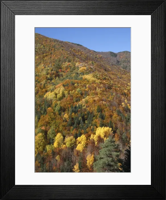 Framed Print : Mixed forest - in Autumn with Pine Poplar Oak Lime & Beech trees. Ordesa Valley - Spain