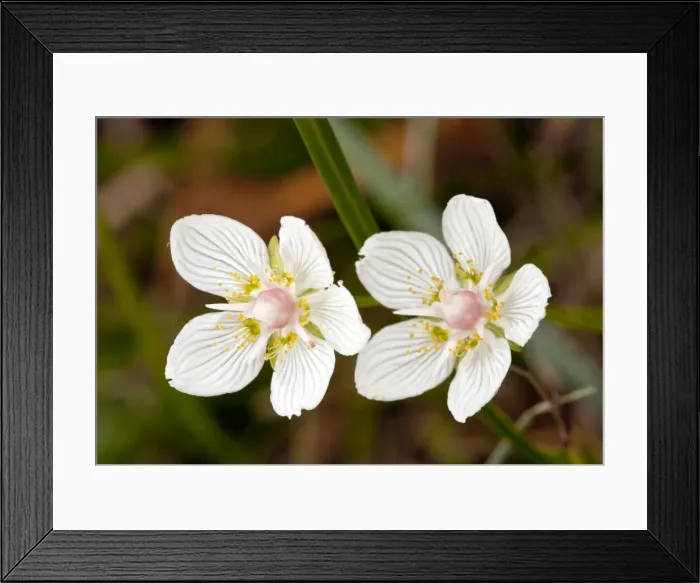 Framed Print : Grass-of-Parnassus - in flower - autumn - Marshy grassland