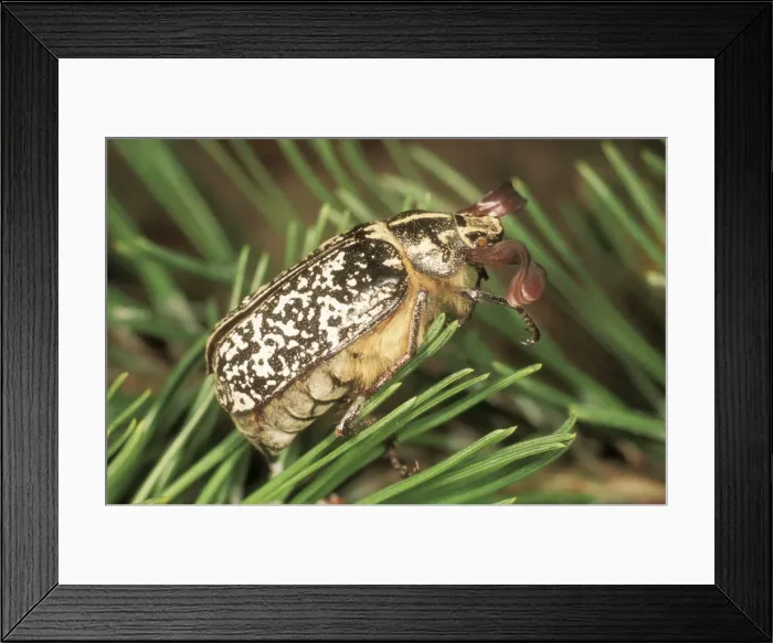 Framed Print : Pine Chafer USH 322 Male Polyphylla fullo © Duncan Usher / ardea. com Framed Print : Pine Chafer USH 322 Male Polyphylla fullo © Duncan Usher / ardea. com
