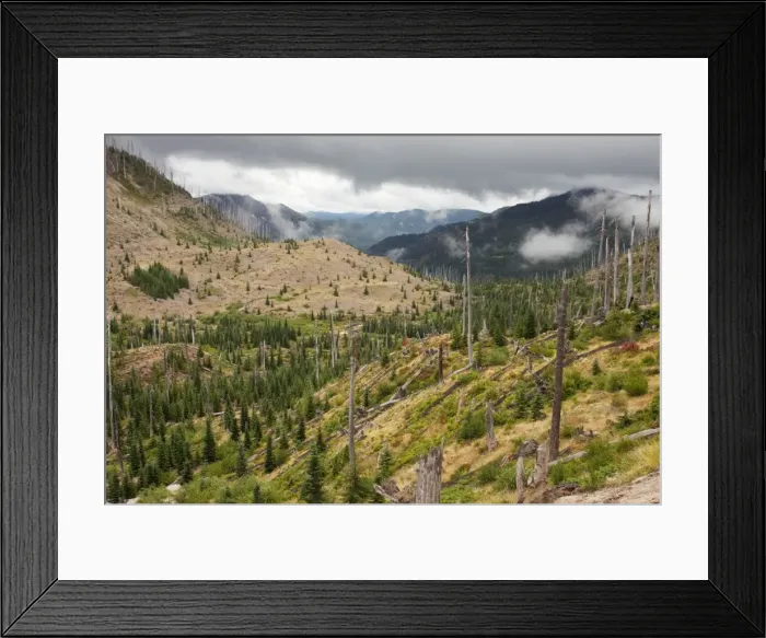 Framed Print : Burnt coniferous forest regenerating following eruption, on Mount St Helens National Park, Washington, USA, North America Framed Print : Burnt coniferous forest regenerating following eruption, on Mount St Helens National Park, Washington, USA, North America