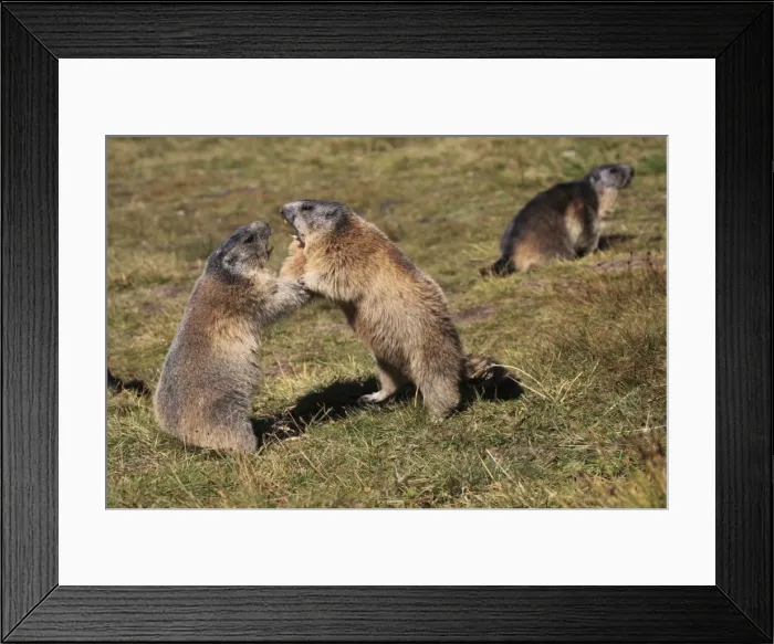Framed Print : Alpine Marmot - pair fighting - Europe Framed Print : Alpine Marmot - pair fighting - Europe