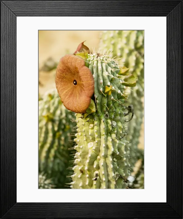 Framed Print : Hoodia juttae, an asclepiad from Namaqualand, South Africa Framed Print : Hoodia juttae, an asclepiad from Namaqualand, South Africa