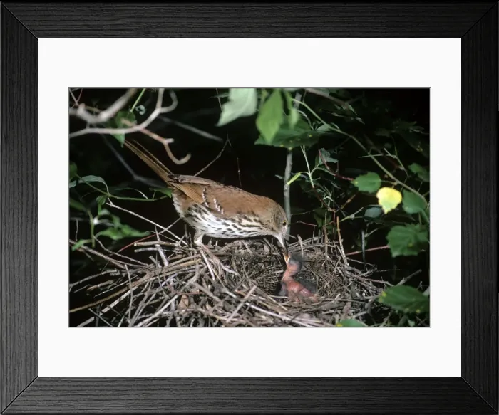 Framed Print : Brown Thrasher - at nest feeding young - backus conservation area - Ontario - Canada Framed Print : Brown Thrasher - at nest feeding young - backus conservation area - Ontario - Canada