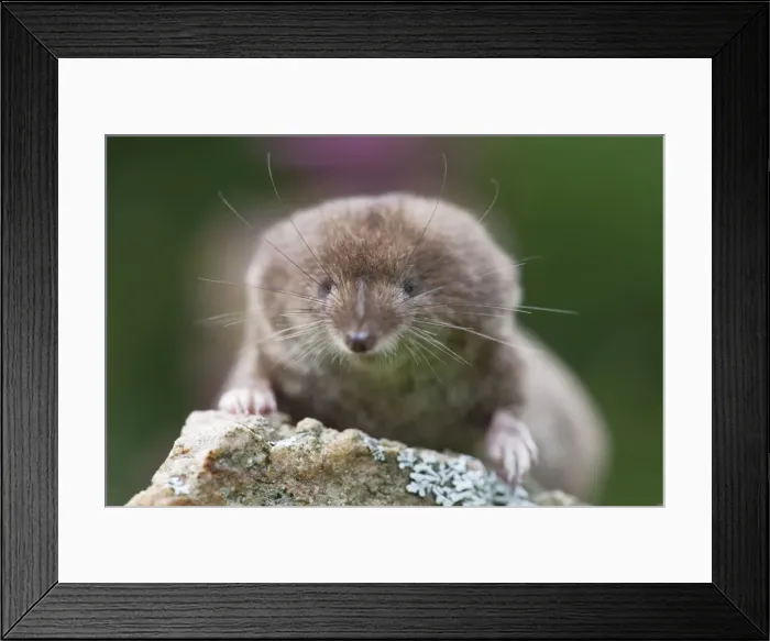 Framed Print : Common Shrew - on stone in garden - Lower Saxony - Germany Framed Print : Common Shrew - on stone in garden - Lower Saxony - Germany