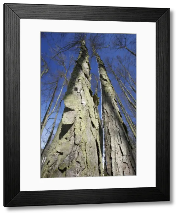 Framed Print : Common Alder Tree - two old stems showing rugged bark in winter - Lower Saxony - Germany Framed Print : Common Alder Tree - two old stems showing rugged bark in winter - Lower Saxony - Germany