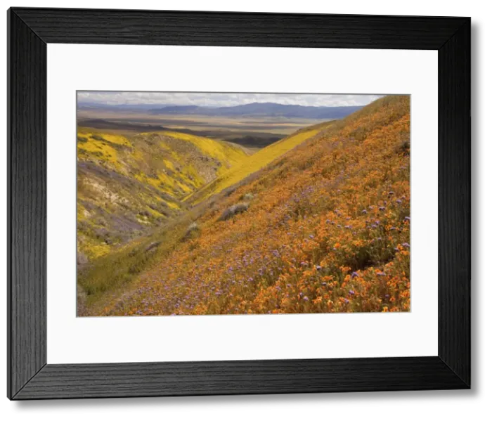 Framed Print : Spectacular masses of wildflowers, especially San Joaquin blazing star Mentzelia pectinata covering the slopes of The Temblor Range, Carrizo Plain, California Framed Print : Spectacular masses of wildflowers, especially San Joaquin blazing star Mentzelia pectinata covering the slopes of The Temblor Range, Carrizo Plain, California
