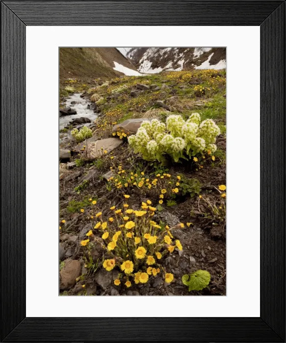 Framed Print : Georgian Butterbur - with Common Coltsfoot in the Great Caucasus, Georgia Framed Print : Georgian Butterbur - with Common Coltsfoot in the Great Caucasus, Georgia