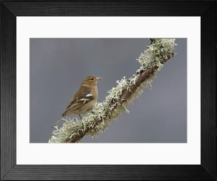 Framed Print : Common Chaffinch female. Scotland Framed Print : Common Chaffinch female. Scotland