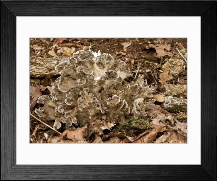 Framed Print : Hen of the Woods fungi - uncommon edible fungus at the base of a lightning-struck oak tree - Langley Woods - Wiltshire - UK Framed Print : Hen of the Woods fungi - uncommon edible fungus at the base of a lightning-struck oak tree - Langley Woods - Wiltshire - UK