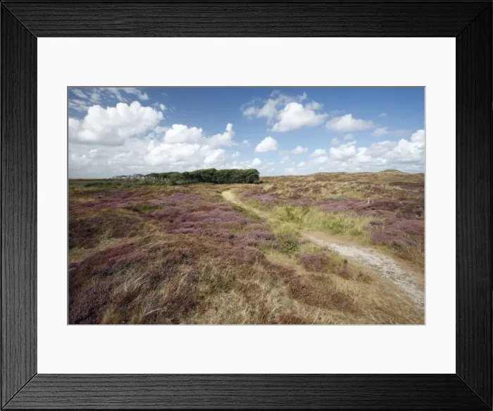 Framed Print : Heather - in blossom - and Alder Tree copse - sand dune nature reserve - Island of Texel - Holland Framed Print : Heather - in blossom - and Alder Tree copse - sand dune nature reserve - Island of Texel - Holland