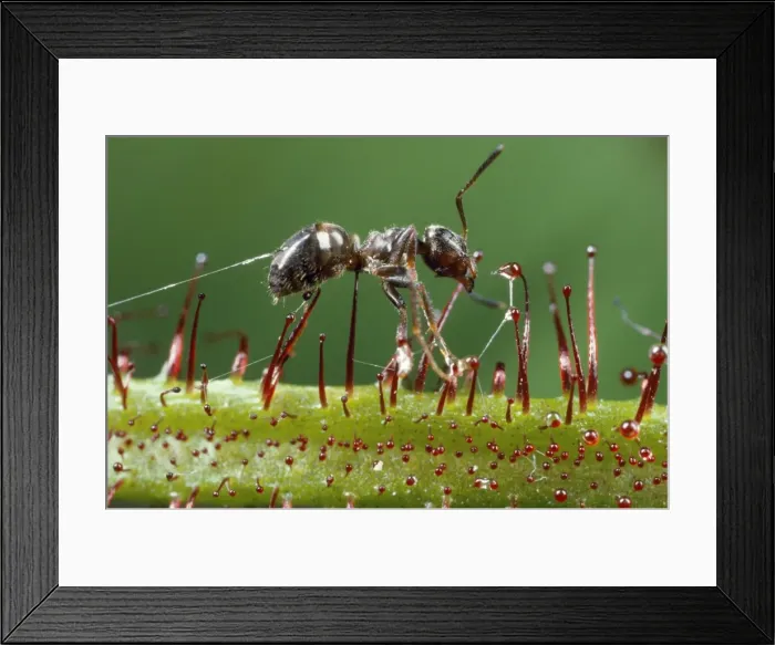 Framed Print : Black Garden Ant - caught in sundew - UK Framed Print : Black Garden Ant - caught in sundew - UK