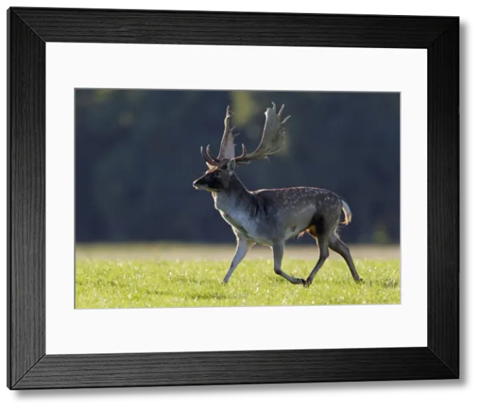 Framed Print : Fallow Deer - buck running - during the rut - Seeland - Denmark Framed Print : Fallow Deer - buck running - during the rut - Seeland - Denmark