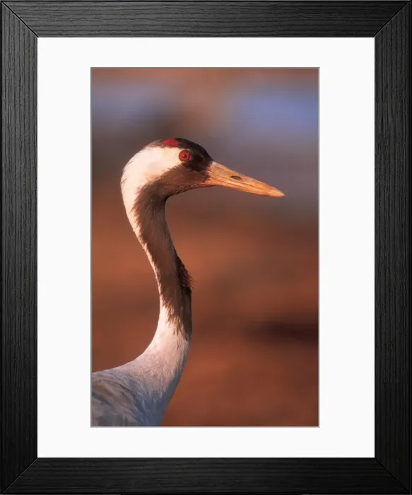 Framed Print : European Crane USH 360 Spring time, Sweden. Grus grus © Duncan Usher / ardea. com Framed Print : European Crane USH 360 Spring time, Sweden. Grus grus © Duncan Usher / ardea. com