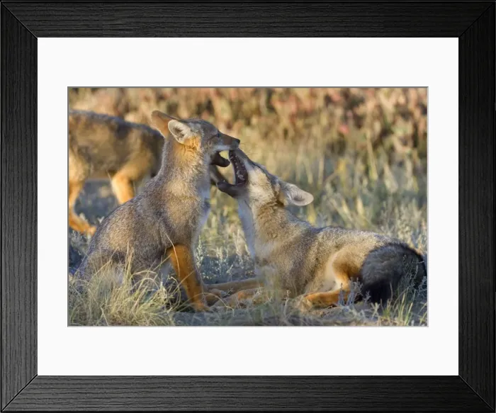 Framed Print : Patagonian Fox / Argentine Gray Fox / Argentine Grey Fox / South American Gray Fox / South American Grey Fox / Chilla - two young foxes playing with each other in the pampa - Reserva Faunistica Peninsula Valdes - UNESCO World Heritage Site Framed Print : Patagonian Fox / Argentine Gray Fox / Argentine Grey Fox / South American Gray Fox / South American Grey Fox / Chilla - two young foxes playing with each other in the pampa - Reserva Faunistica Peninsula Valdes - UNESCO World Heritage Site