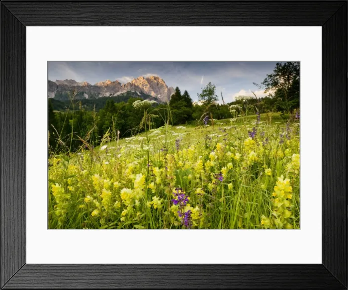 Framed Print : Flowery montane hay meadow, with Yellow Rattle etc. on the Passo Tre Croci, near Cortina, The Dolomites Framed Print : Flowery montane hay meadow, with Yellow Rattle etc. on the Passo Tre Croci, near Cortina, The Dolomites