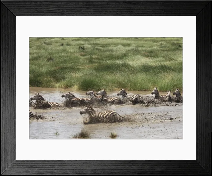 Framed Print : Grant's Zebra - herd crossing a river - Serengeti NP - Tanzania Framed Print : Grant's Zebra - herd crossing a river - Serengeti NP - Tanzania