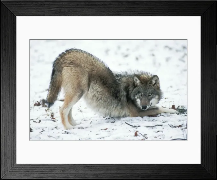 Framed Print : European Wolf USH 291 Cub playing in snow. Canis lupus © Duncan Usher / ardea. com Framed Print : European Wolf USH 291 Cub playing in snow. Canis lupus © Duncan Usher / ardea. com