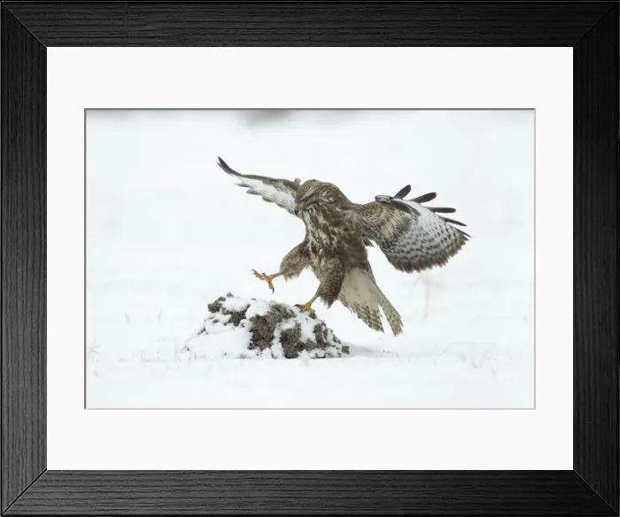 Framed Print : Common Buzzard - landing on molehill in snow covered field - Lower Saxony - Germany Framed Print : Common Buzzard - landing on molehill in snow covered field - Lower Saxony - Germany