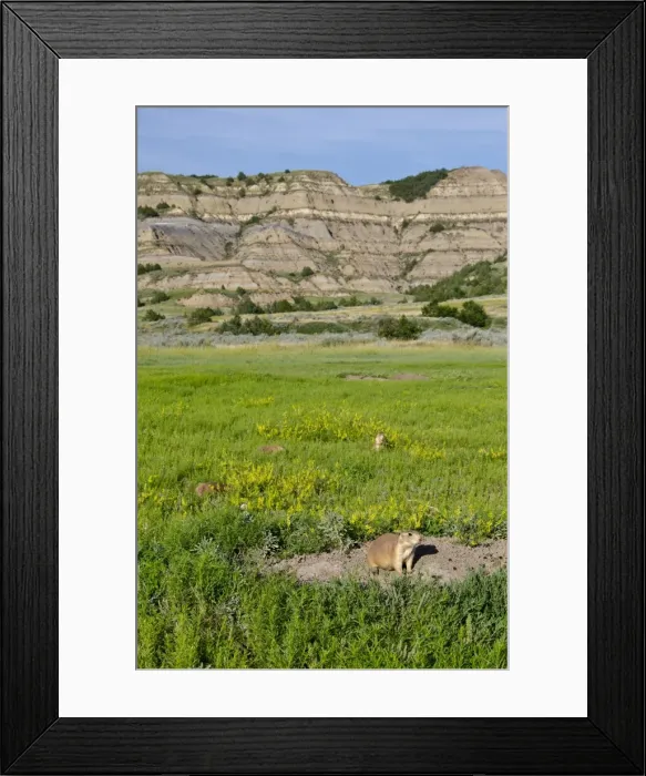 Framed Print : Black-tailed Prairie Dog - town / colony - Theodore Roosevelt National Park - North Dakota - North America _E7B1950 Framed Print : Black-tailed Prairie Dog - town / colony - Theodore Roosevelt National Park - North Dakota - North America _E7B1950