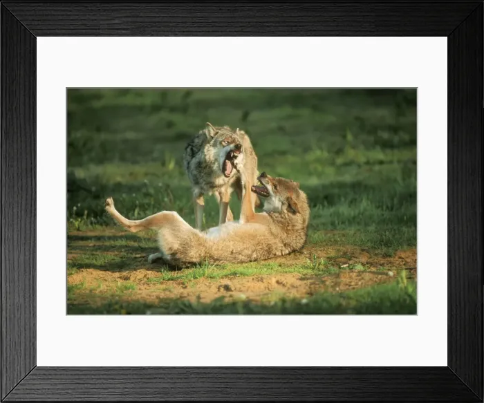 Framed Print : European Wolf USH 288 Threatening behaviour Canis lupus © Duncan Usher / ardea. com Framed Print : European Wolf USH 288 Threatening behaviour Canis lupus © Duncan Usher / ardea. com
