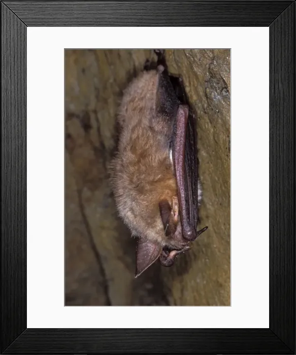Framed Print : Mouse-eared Bat - hibernation at cave - the Ardennes - Belgium Framed Print : Mouse-eared Bat - hibernation at cave - the Ardennes - Belgium