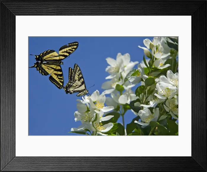 Framed Print : Western Tiger Swallowtail -nectaring on Mock-orange - Male swallowtail (in flight) is checking for pheromones from nectaring swallowtail - Pacific Northwest _E7A0338 Framed Print : Western Tiger Swallowtail -nectaring on Mock-orange - Male swallowtail (in flight) is checking for pheromones from nectaring swallowtail - Pacific Northwest _E7A0338
