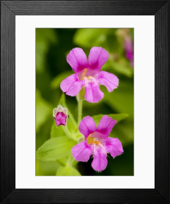 Framed Print : Purple Monkeyflower / Lewis's Monkeyflower - Mount Rainier National Park, Washington, USA, North America Framed Print : Purple Monkeyflower / Lewis's Monkeyflower - Mount Rainier National Park, Washington, USA, North America