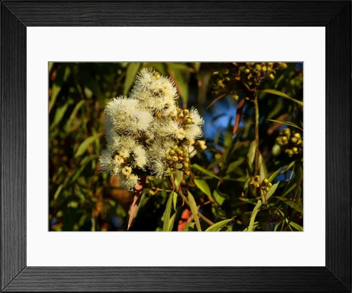 Framed Print : Flowering eucalypt tree - flowers of a cream coloured blooming eucalypt tree - Victoria, Australia Framed Print : Flowering eucalypt tree - flowers of a cream coloured blooming eucalypt tree - Victoria, Australia